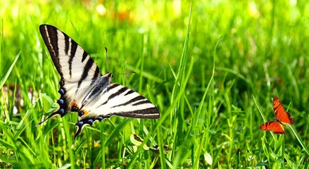 Fototapeta premium Colorful exotic butterflies on white background