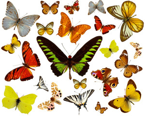 Butterflies collection on white background
