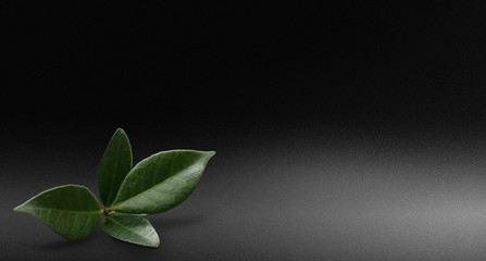 feuilles tombées au sol sur un fond gris et noir - design