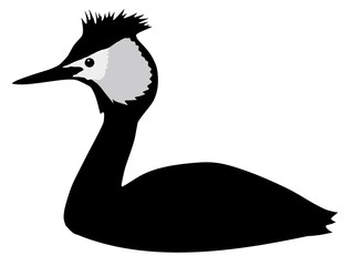 grebe