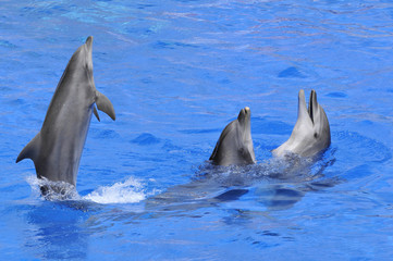 Trois grands dauphins dont un dressé sur sa queue