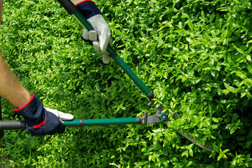 Hecke schneiden - cut a hedge 09