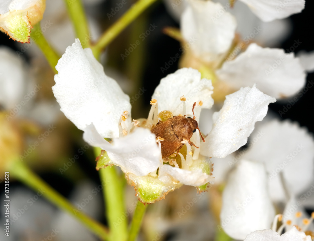 Poster raspberry beetle (byturus tormentosus) feeding on bird cherry.