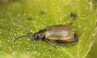 Beetle of the Chrysomelidae family feeding on leaf.