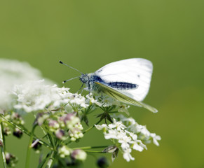 Green-veined white (Pieris napi) feeding on white flowers.