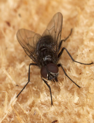 Fly resting on log.
