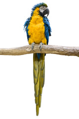 vogel Papagei wd345