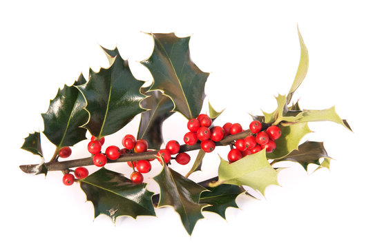 Holly twig with bright berries