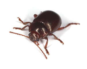 Small leaf beetle isolated on white background.
