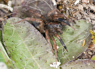 Hunting spider