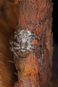 Spider sitting on stem