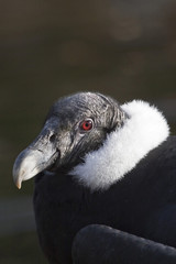 Andenkondor (Vultur gryphus)
