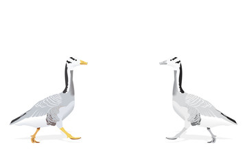 indian goose-the highest flying bird, two color versions