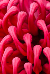 Waratah Telopea 'Shady Lady' close-up