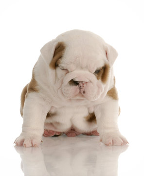 four week old bulldog puppy sitting with sour expression