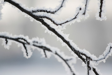 Schneeflocken am Ast