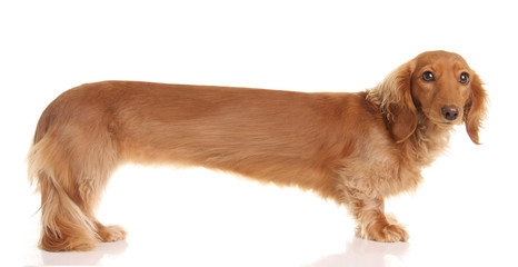 Extra long dachshund