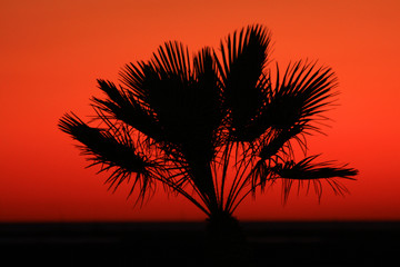 Palmera y atardecer
