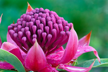 Waratah Telopea 'Shady Lady' in rain