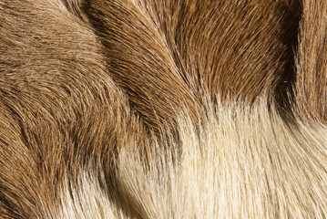 fur textures