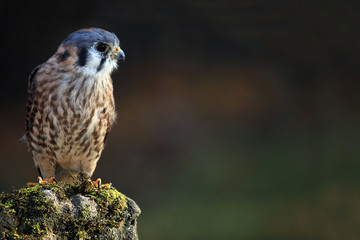 Kestrel