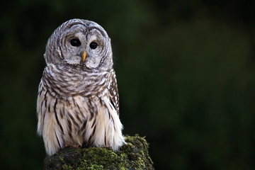 Barred Owl