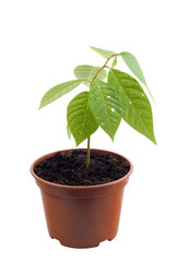 Annona cherimola sprout on white background