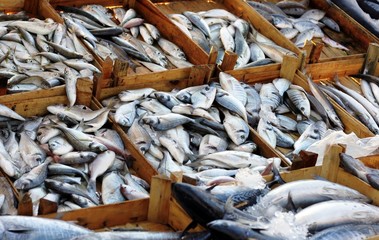 Fresh fishes in a market