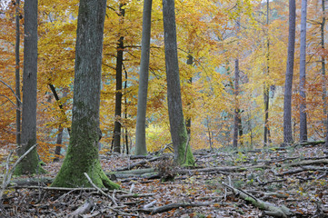 Herbstwald