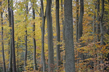 Herbstwald