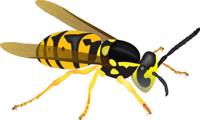 yellowjacket illustration