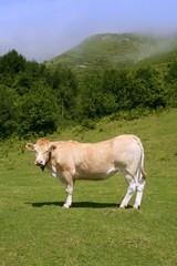 Fototapeta na wymiar Beige cows cattle eating in green meadow
