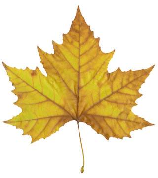 Autumn maple leaf.