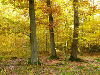 Fototapeta premium Herbstwald