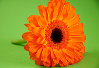 Gerbera green