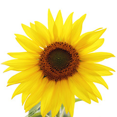 Yellow sunflower.