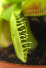 plante carnivore dionae muscipula