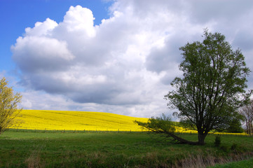 Rapefield, southern Sweden