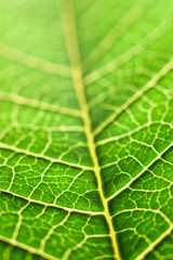 green leaf macro