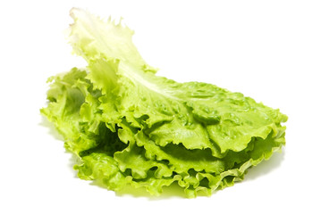 butterhead lettuce