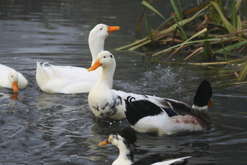 enten
