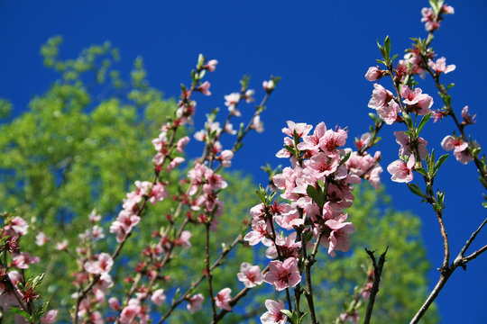 Pfirsichbaum