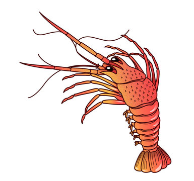 伊勢海老のイラスト