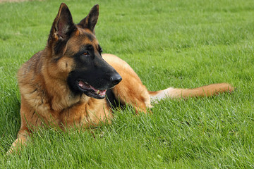 German Shepherd Big Male Laying In Grass