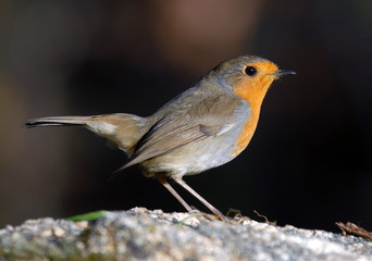 Petirrojo