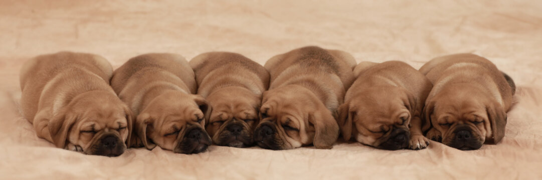 Schlafende Puggle Welpen