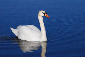 White Swan