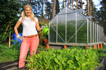 Young woman gardening and watering salad plant