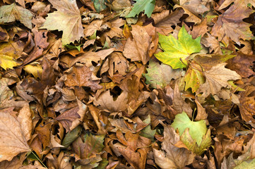 Autumn leaves