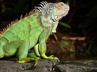 Leguan